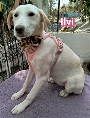 Ilvi, Mischling Welpen - Hündin