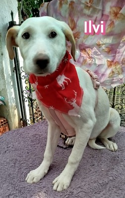 Ilvi, Mischling Welpen - Hündin