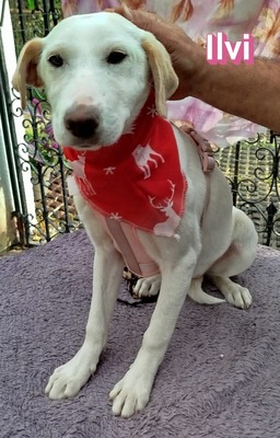 Ilvi, Mischling Welpen - Hündin