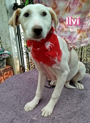 Ilvi, Mischling Welpen - Hündin