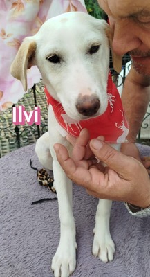 Ilvi, Mischling Welpen - Hündin