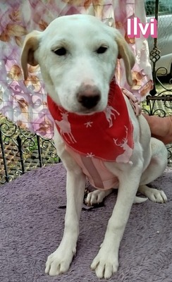 Ilvi, Mischling Welpen - Hündin