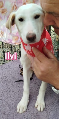 Ilvi, Mischling Welpen - Hündin