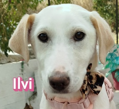 Ilvi, Mischling Welpen - Hündin