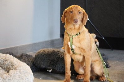 Ilvino, Mischling Welpen - Rüde