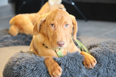 Ilvino, Mischling Welpen - Rüde