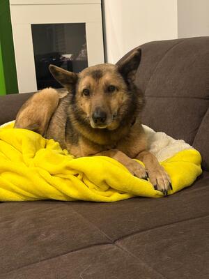 Ilvy, Deutscher Schäferhund - Hündin