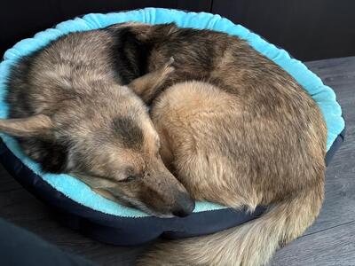 Ilvy, Deutscher Schäferhund - Hündin