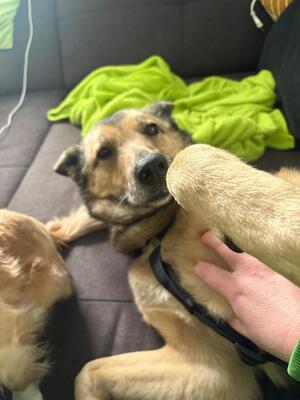 Ilvy, Deutscher Schäferhund - Hündin