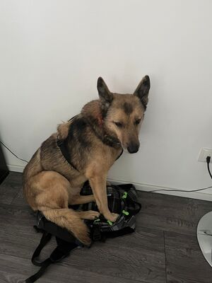 Ilvy, Deutscher Schäferhund - Hündin