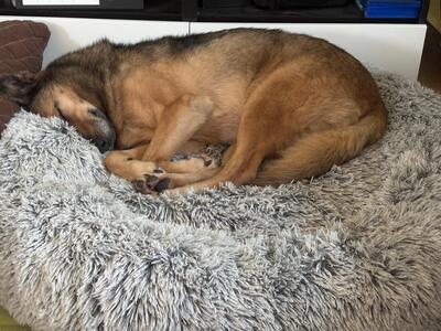 Ilvy, Deutscher Schäferhund - Hündin