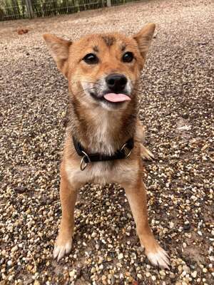 Imōto, Shiba Inu (Mix) - Hündin