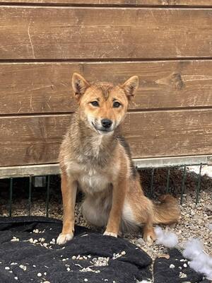 Imōto, Shiba Inu (Mix) - Hündin