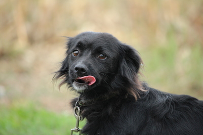 Imiliana, Mischling Welpen - Rüde