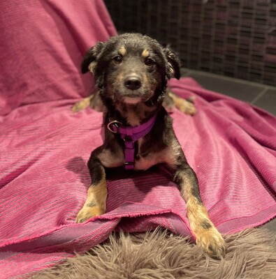 Ina, Mischling - Hündin