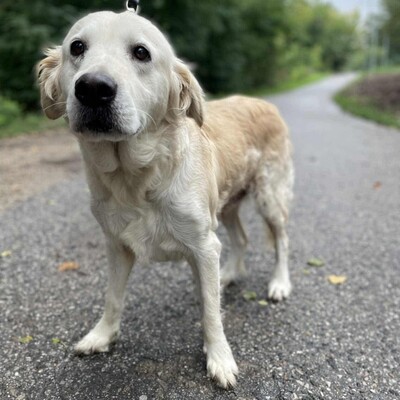 🌺Inaya ist eine nette 8-jährige Golden Retrieverhündin, die aus ungeeigneten Verhältnissen stammt💥, Golden Retriever - Hündin