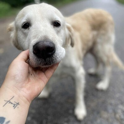 🌺Inaya ist eine nette 8-jährige Golden Retrieverhündin, die aus ungeeigneten Verhältnissen stammt💥, Golden Retriever - Hündin
