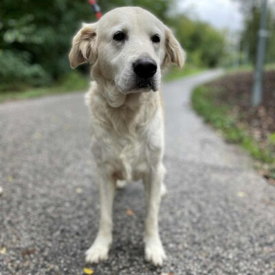 🌺Inaya ist eine nette 8-jährige Golden Retrieverhündin, die aus ungeeigneten Verhältnissen stammt💥, Golden Retriever - Hündin