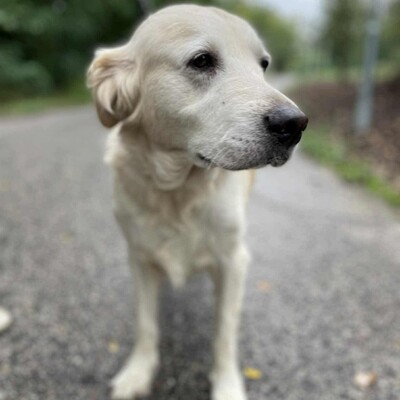 🌺Inaya ist eine nette 8-jährige Golden Retrieverhündin, die aus ungeeigneten Verhältnissen stammt💥, Golden Retriever - Hündin