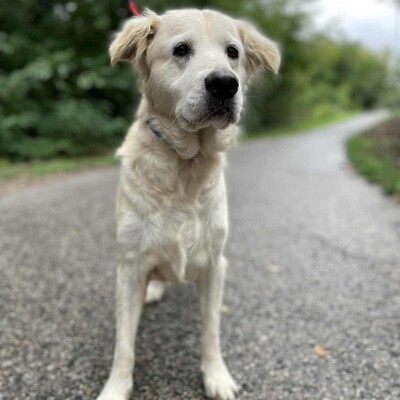 🌺Inaya ist eine nette 8-jährige Golden Retrieverhündin, die aus ungeeigneten Verhältnissen stammt💥, Golden Retriever - Hündin