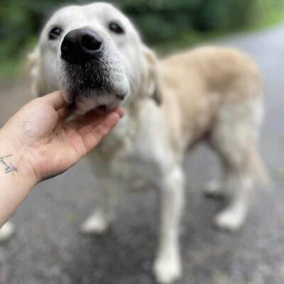 🌺Inaya ist eine nette 8-jährige Golden Retrieverhündin, die aus ungeeigneten Verhältnissen stammt💥, Golden Retriever - Hündin