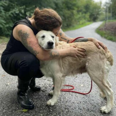 🌺Inaya ist eine nette 8-jährige Golden Retrieverhündin, die aus ungeeigneten Verhältnissen stammt💥, Golden Retriever - Hündin