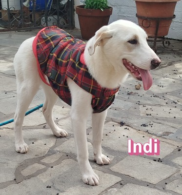 Indi