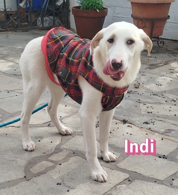 Indi, Labrador Retriever - Hündin