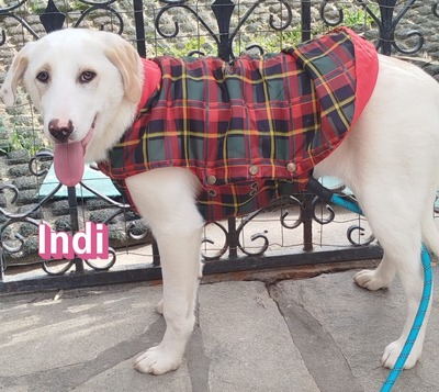 Indi, Labrador Retriever - Hündin