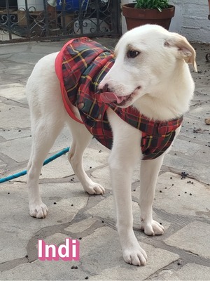 Indi, Labrador Retriever - Hündin