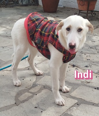 Indi, Labrador Retriever - Hündin