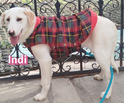 Indi, Labrador Retriever - Hündin