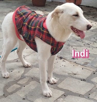 Indi, Labrador Retriever - Hündin