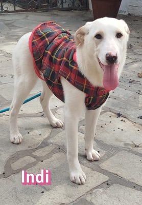 Indi, Labrador Retriever - Hündin