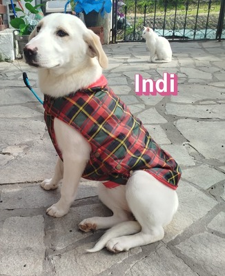 Indi, Labrador Retriever - Hündin