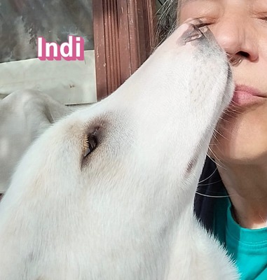 Indi, Labrador Retriever - Hündin