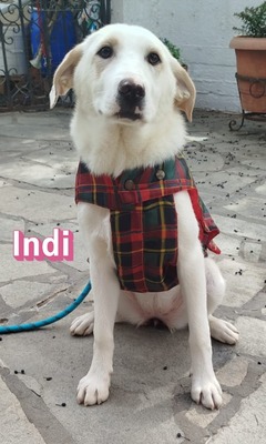 Indi, Labrador Retriever - Hündin