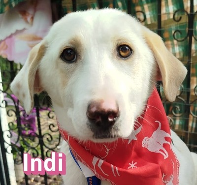 Indi, Labrador Retriever - Hündin