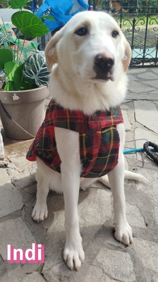 Indi, Labrador Retriever - Hündin