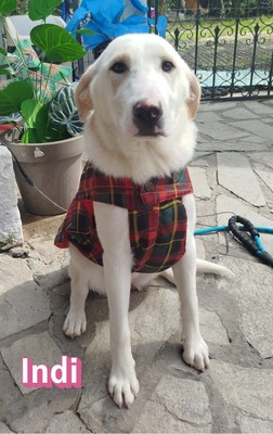 Indi, Labrador Retriever - Hündin