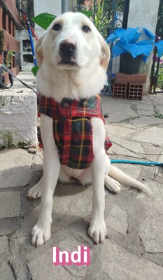 Indi, Labrador Retriever - Hündin