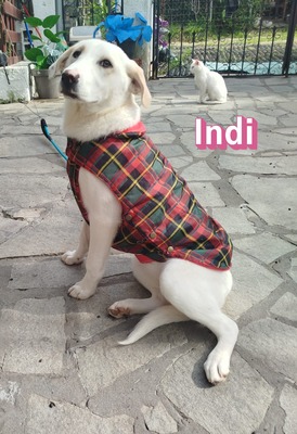 Indi, Labrador Retriever - Hündin