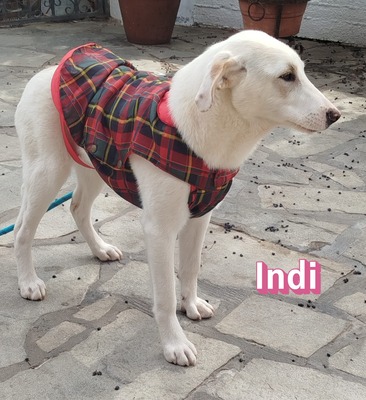Indi, Labrador Retriever - Hündin