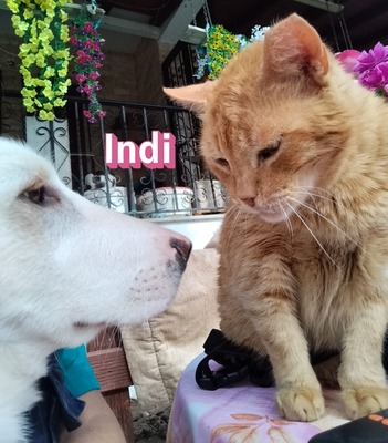 Indi, Labrador Retriever - Hündin
