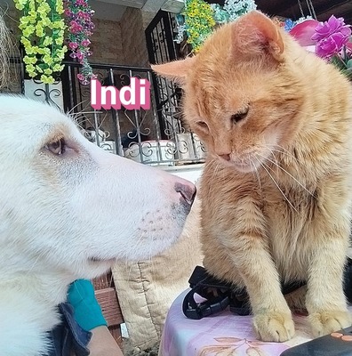 Indi, Labrador Retriever - Hündin