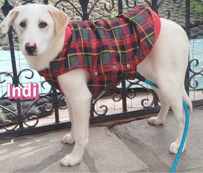 Indi, Labrador Retriever - Hündin