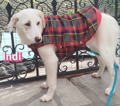 Indi, Labrador Retriever - Hündin