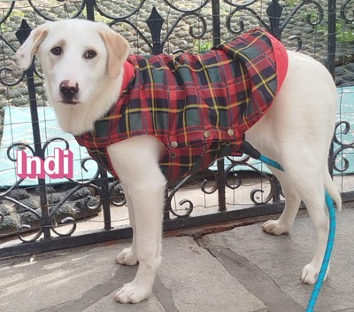 Indi, Labrador Retriever - Hündin