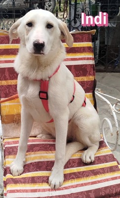 Indi, Labrador Retriever - Hündin