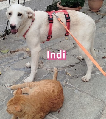 Indi, Labrador Retriever - Hündin